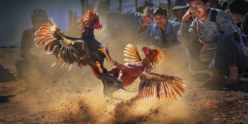 Banner www.suchin.vn