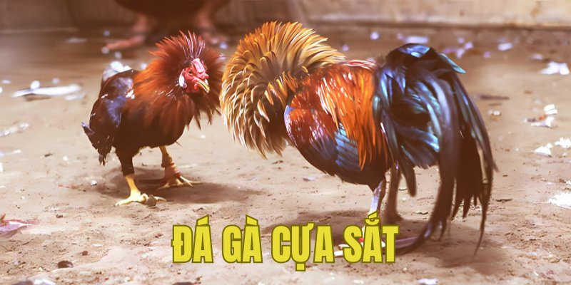 Banner www.suchin.vn